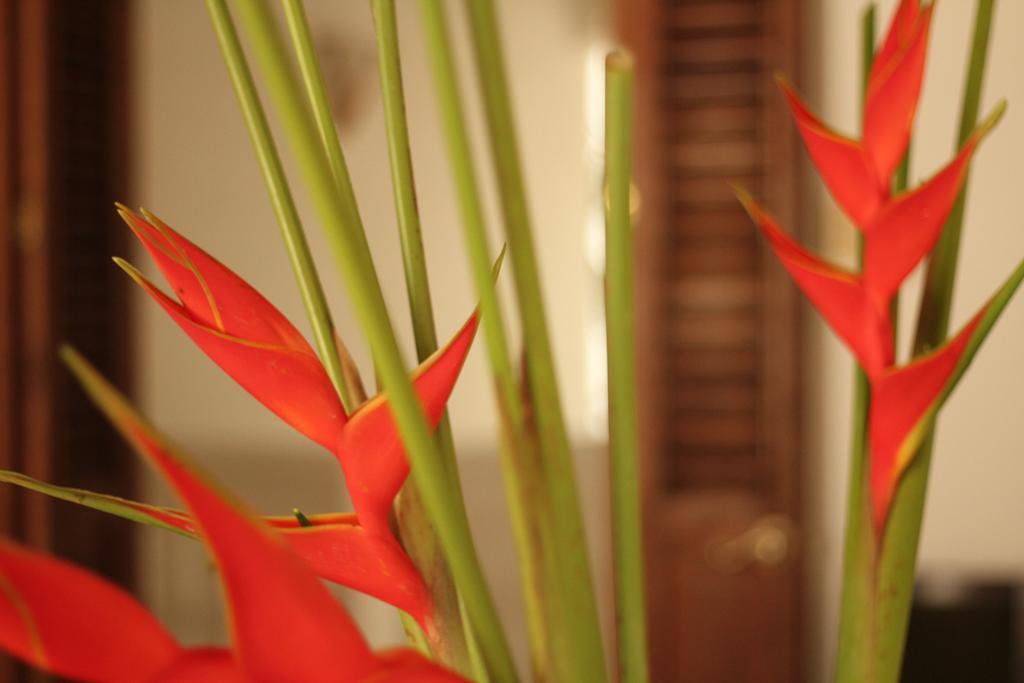 Casa Del Tejadillo Hotell Cartagena Eksteriør bilde